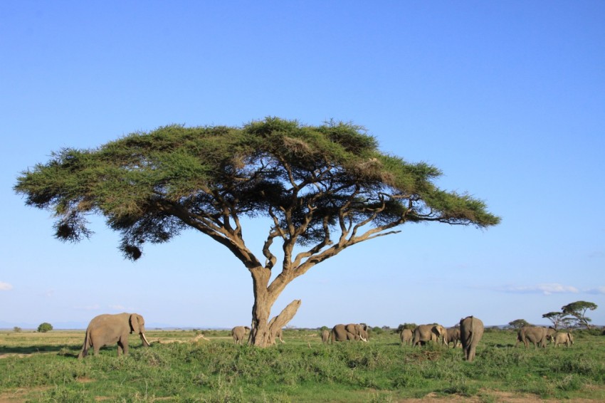 Elephants in the Plains of Tarangire national park in Tanzania