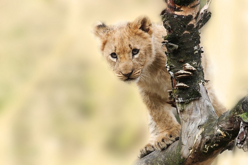 Lion cab