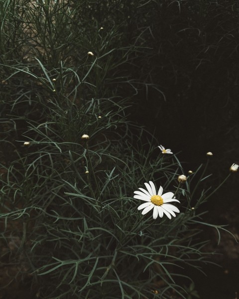 White Daisy Flower