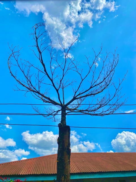 A large dead tree on blue sky background