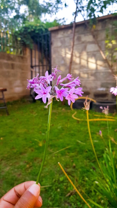 Beautiful flowers in my hoe gardern in Kimandolu, Arusha