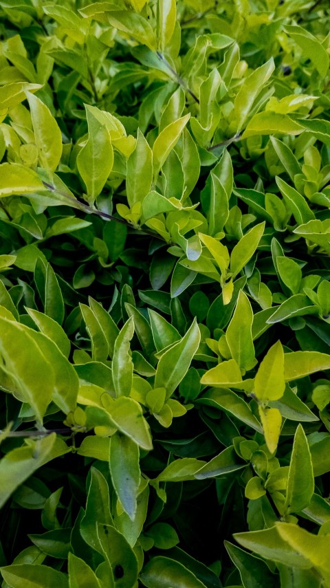 Green leaves