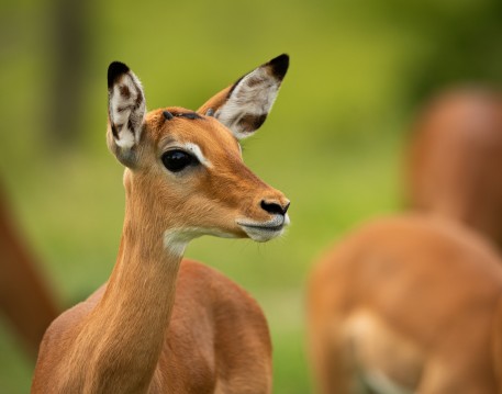 Animals